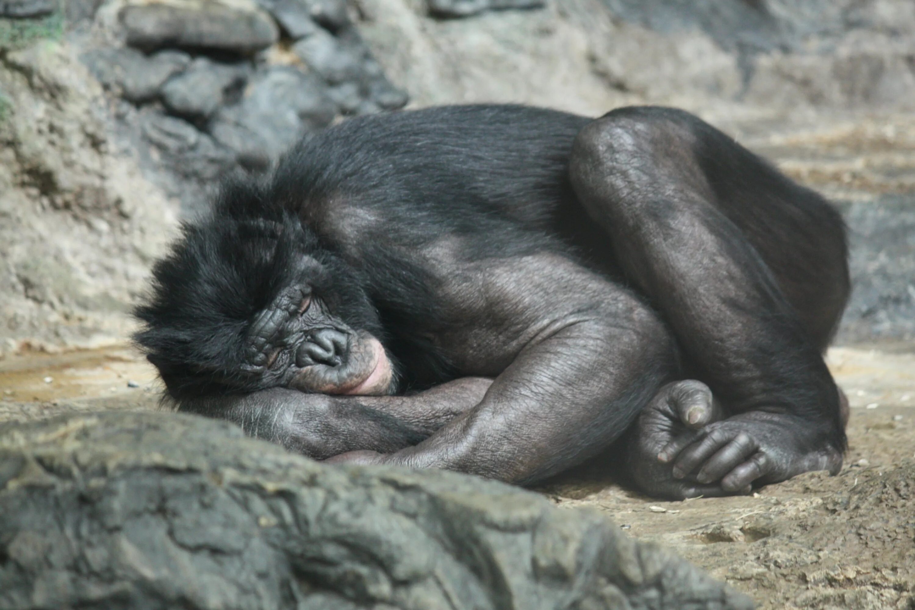 Бонобо обезьяна. Обезьяны бонобо Киншаса. Бонобо спаривание. Бонобо обезьяна зубы.