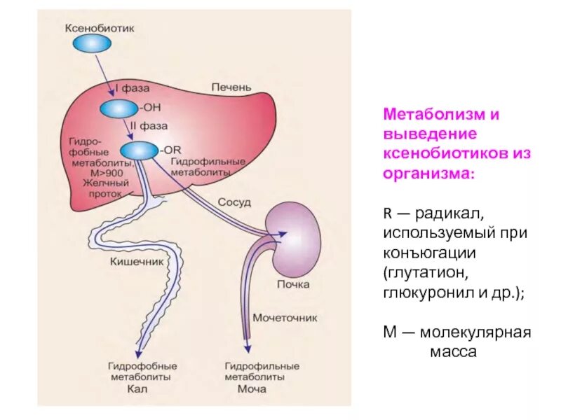 Какие вещества в печени. Метаболизм ксенобиотиков биохимия. Биотрансформация ксенобиотиков в печени биохимия. Фазы биотрансформации лекарств в печени. Механизмы детоксикации ксенобиотиков в печени.