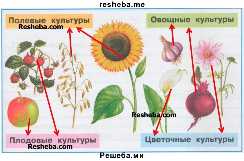 Культурные растения. Полевые культуры растений. Полевые культуры культурные растения. Изображение культурных растений.