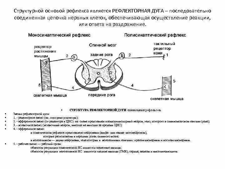 К какому типу рефлексов относится рефлекс чихания
