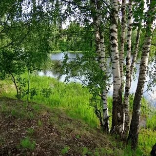 Белый березка река