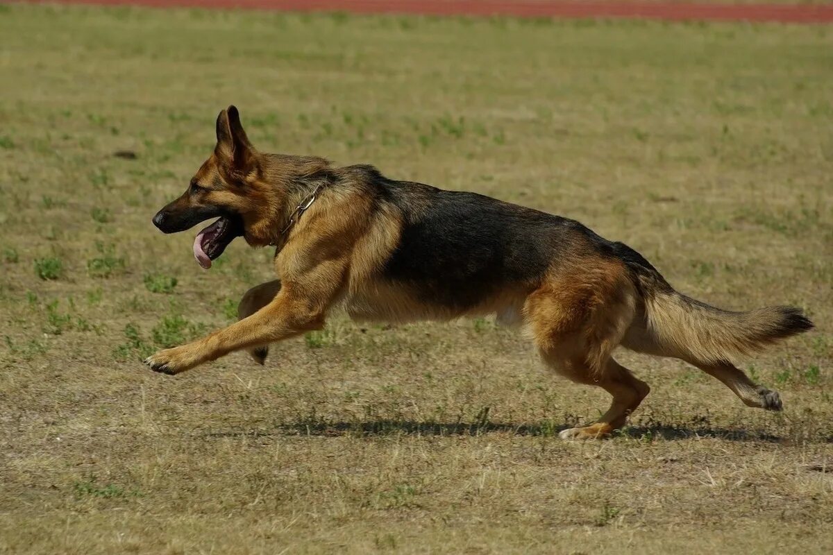 Файл:20110425 German Shepherd Dog 8505.jpg - Вікіпедыя
