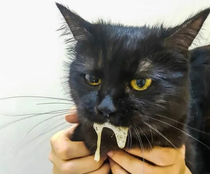 У кошки течет. Слюнявые коты.