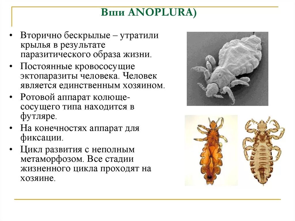 Какой тип метаморфоза характерен для человеческой блохи. Вши строение крыльев. Отряд вши цикл развития. Вши строение ротового аппарата. Внутреннее строение вшей.