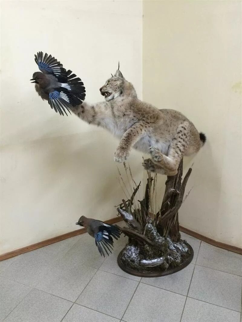 Таксидермия чучела. Ржачные чучела животных. Маттео гарроне таксидермист. Таксидермические скульптуры животных. Лиса таксидермист.