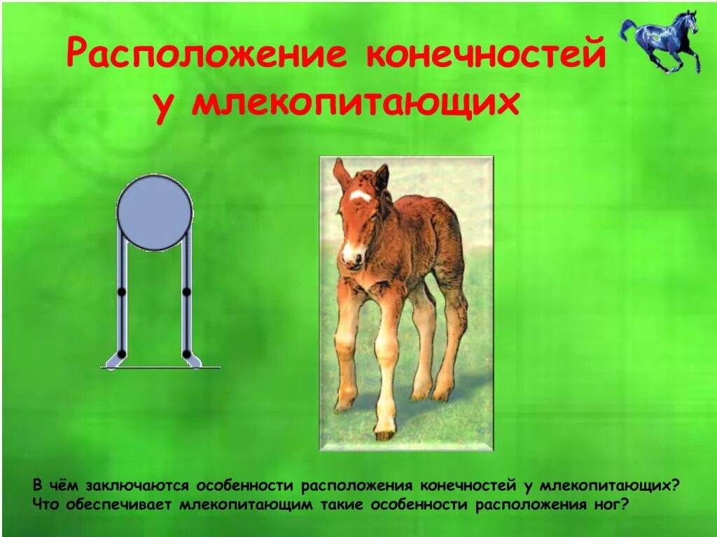 Класс Млекопитающие (Mammalia) * СПАДИЛО