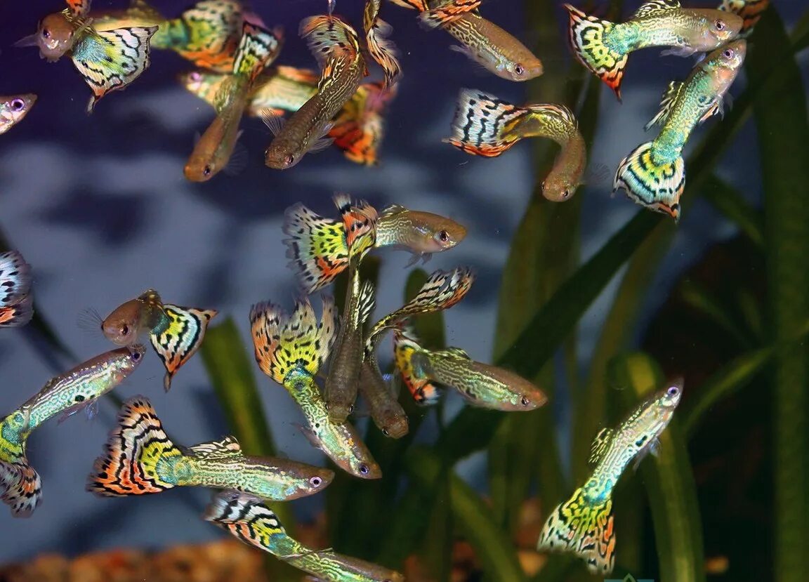 Гуппи аквариумные рыбки. Гуппи Poecilia reticulata. Гуппи Эндлера микс. Аквариумные рыбки гурии. Стайная рыбка в аквариуме 5 букв
