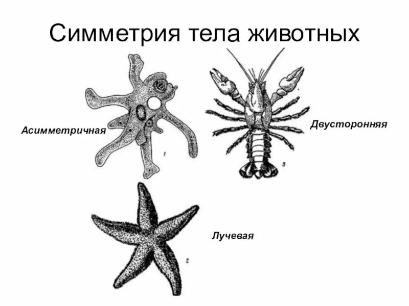 Какие типы симметрии бывают. Лучевая симметрия тела у животных. Типы симметрии биология 7 класс. Симметрия телаивотных.. Тип симметрии животного.