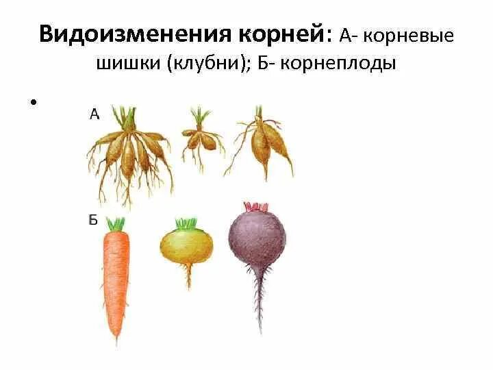 Видоизмененный корень ответ. Корневые шишки это видоизменение.