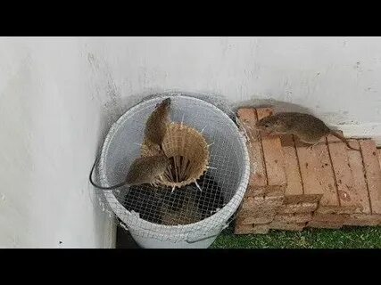 Как поймать крысу в частном доме