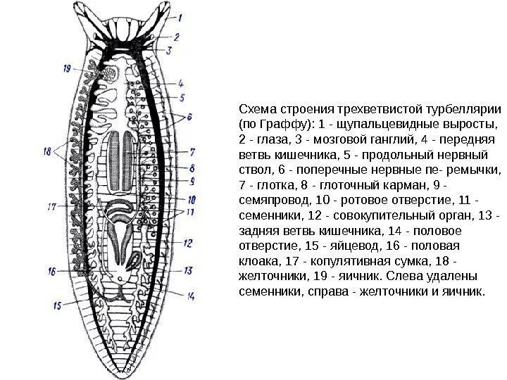 Сквозной кишечник у червей. Схема строения трехветвистой турбеллярии. Внутреннее строение ресничных червей. Схема поперечного разреза ресничного червя. Схема строения плоских червей.