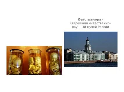 Музей кунсткамера история