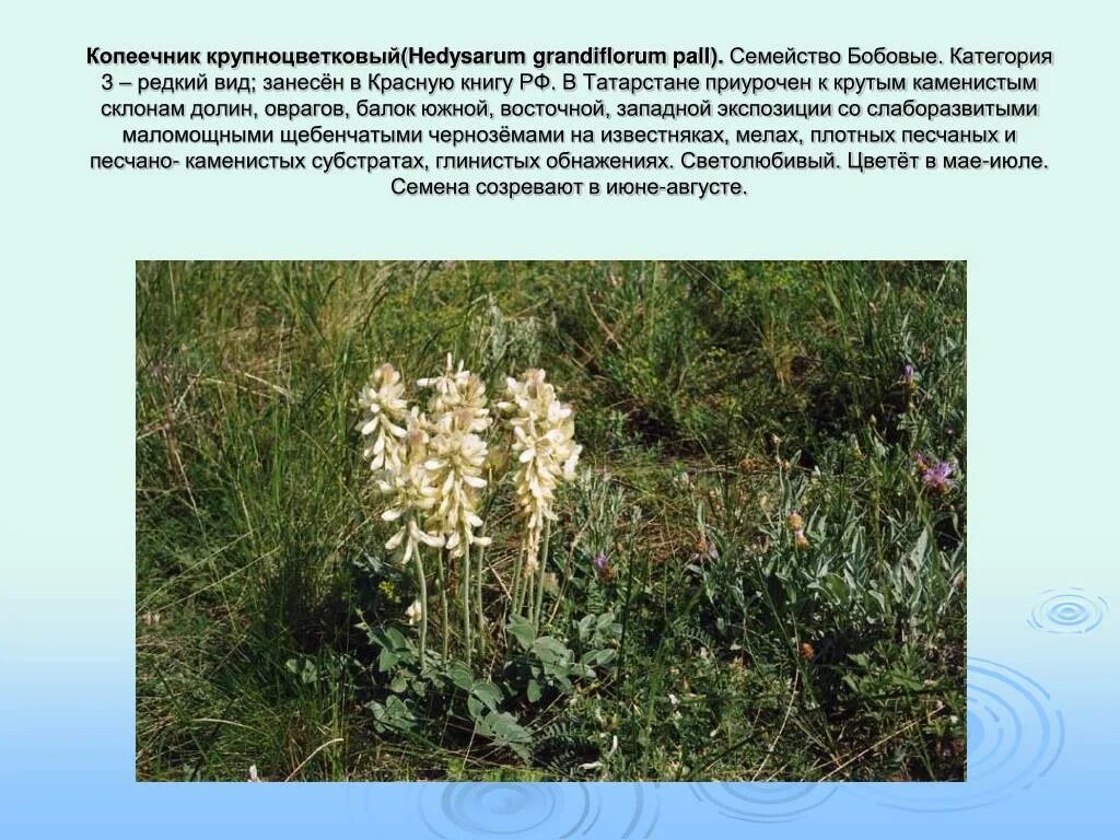 Какие растения внесены в красную книгу дагестана