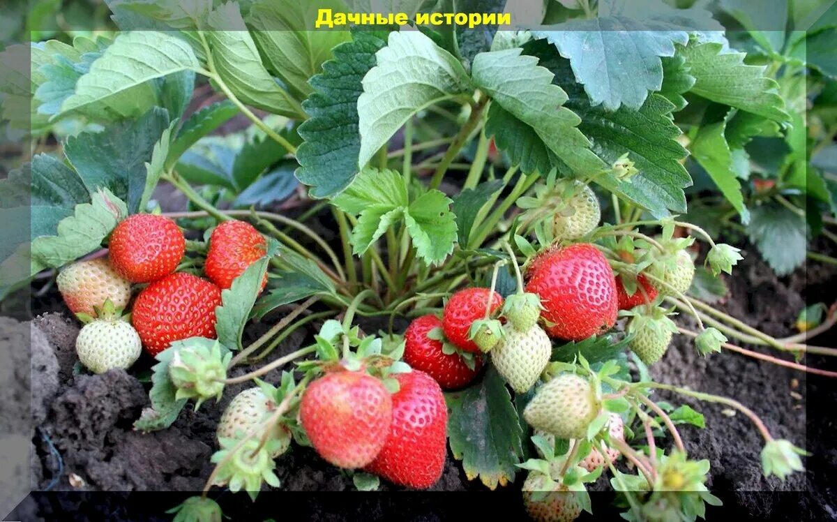 Земляника флориан f1. Клубника ремонтантная флориан f1. Земляника флориан f1. Сорт клубники диамант. Клубника ремонтантная флориан f1.