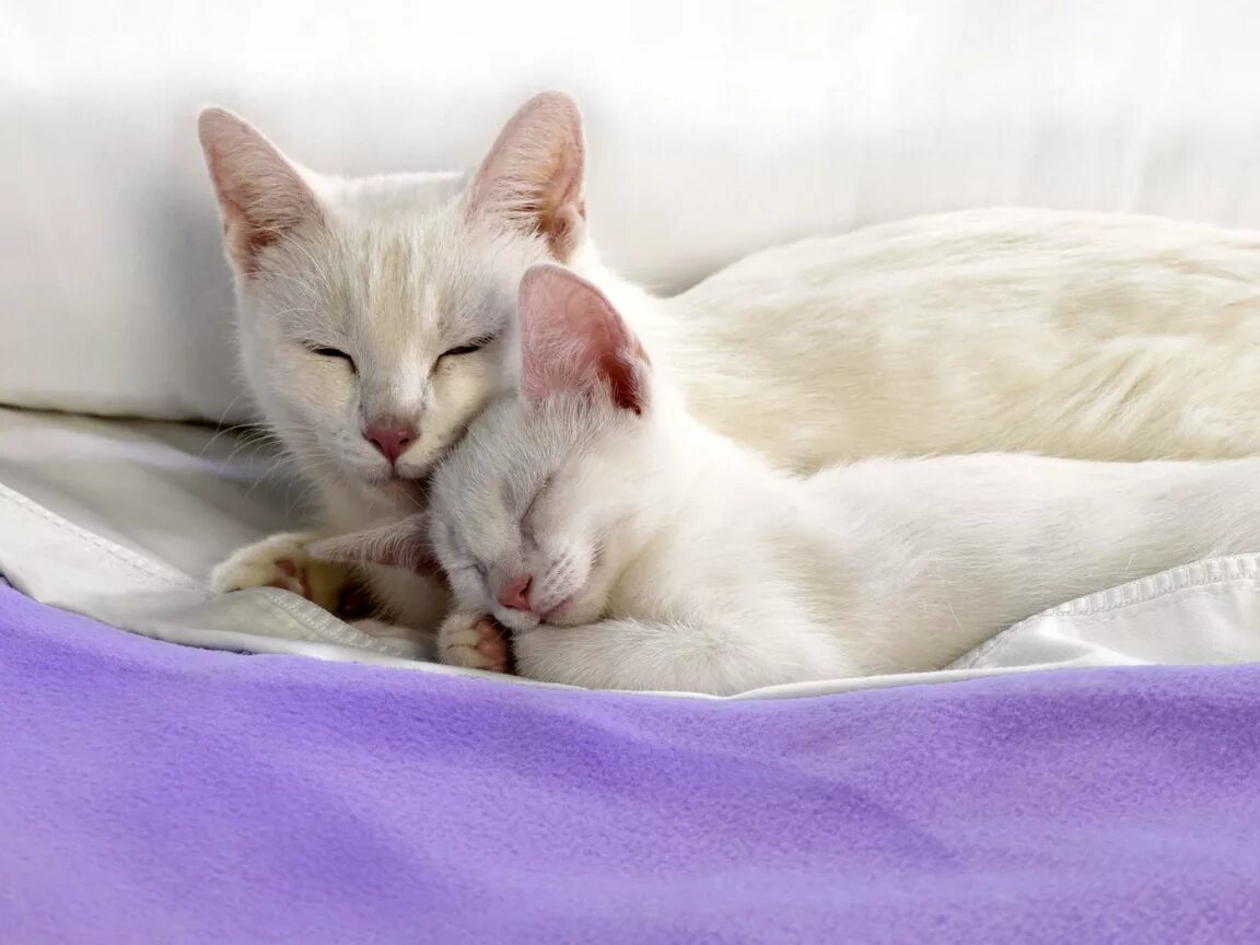 кошка белая. кошка белая. кошка белая. анатолийская короткошерстная кошка белая. над белыми кошками.