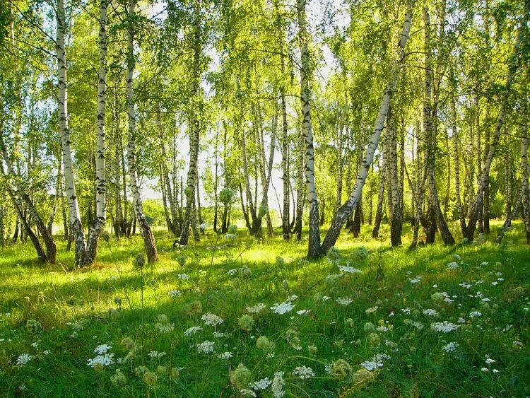 Березовая роща опушка. Березовая роща Поляна. Природа березы. Природное сообщество березовый лес