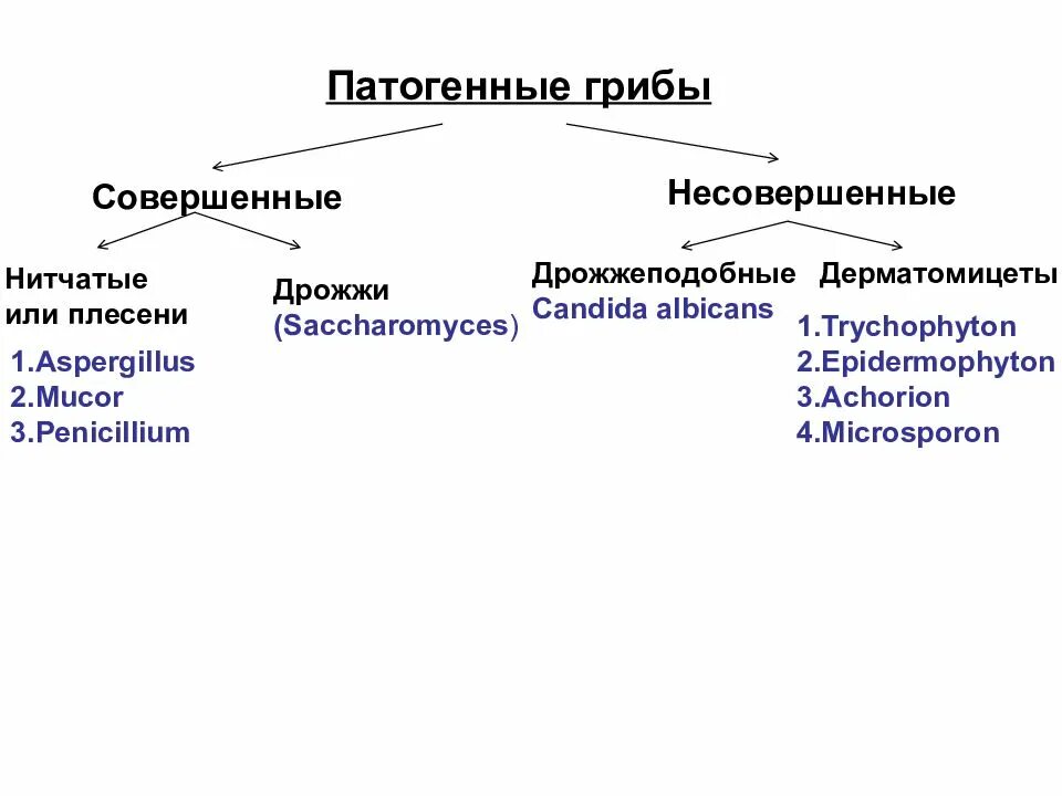 Почему некоторые грибы называют патогенными