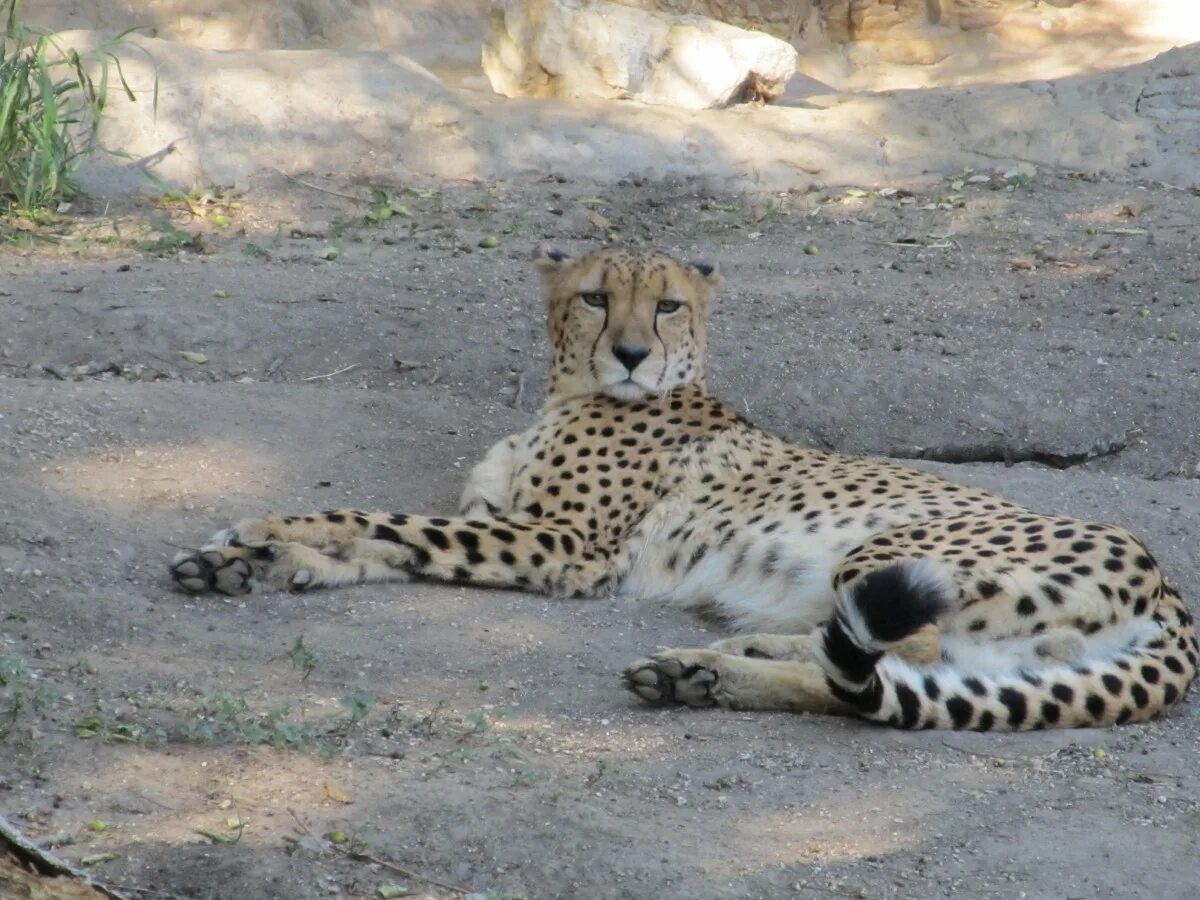 Animals rest