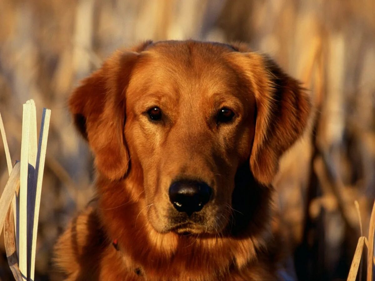 Рыжие собаки породы название. Лабрадор ретривер рыжий. Новошотландский ретривер. Лабрадор ретривер золотистый. Золотистый ретривер рыжий.
