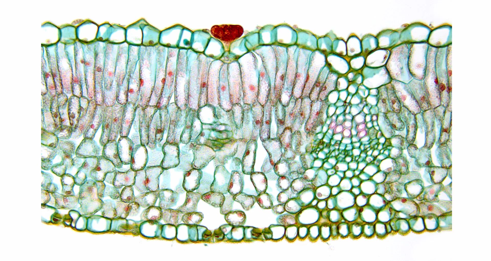 Кожица традесканции под микроскопом. Паренхима листа это ткань. Губчатая хлоренхима. Покровная ткань листа камелии под микроскопом. Препарат столбчатой ткани листа под микроскопом.