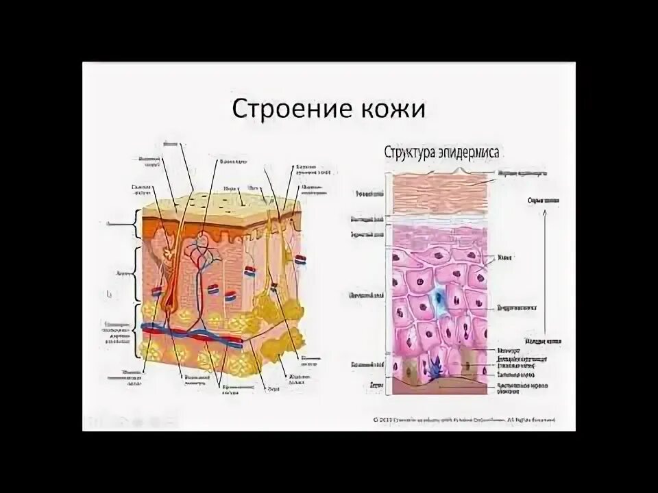 Как выглядит второй слой кожи Как обезопасить себя от обморожения зимой Цивильская ЦРБ