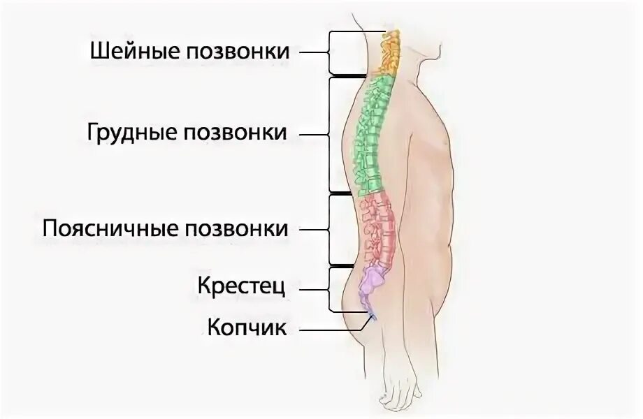 Поясница где. Где находится поясн ца человека. Поясница где находится у человека. Где находится поэснитса у человека.