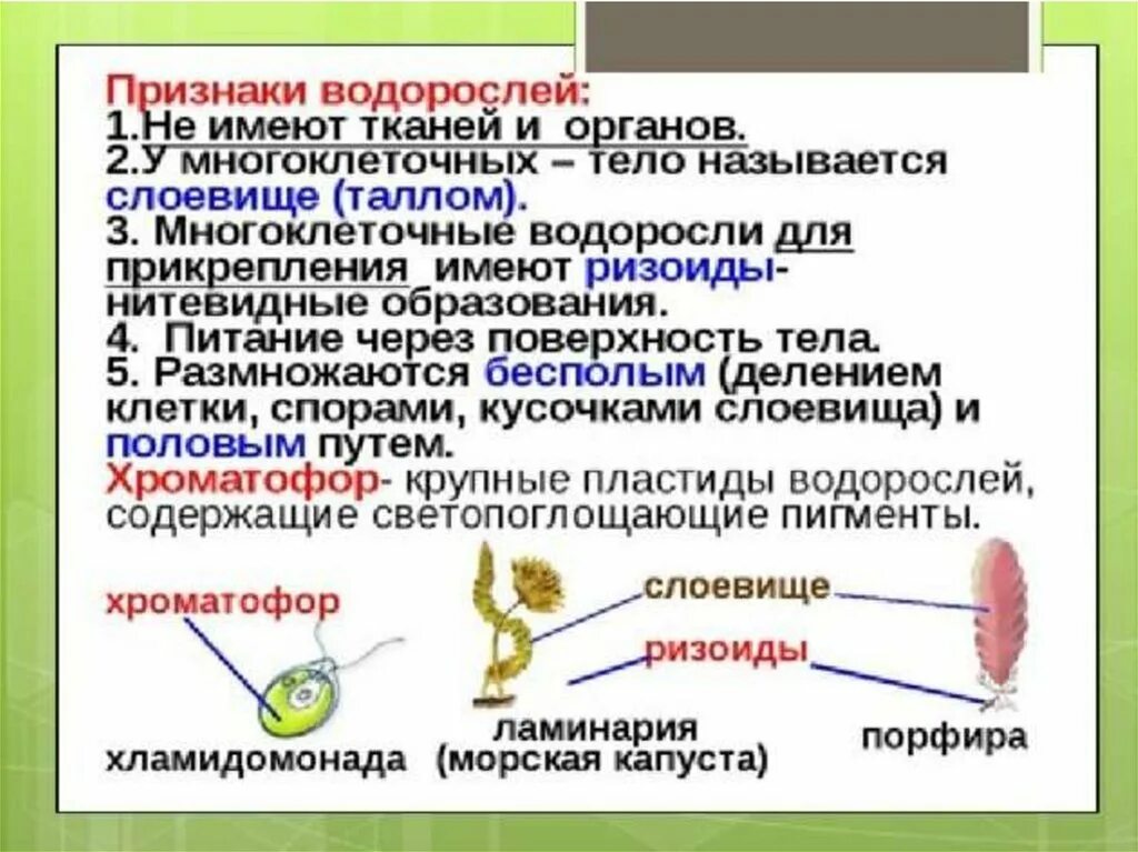 Отделы водорослей биология. Характерные признаки водорослей 6 класс. Характеристика зеленых водорослей 6 класс биология. Признаки водорослей 6 класс биология. Отдел водоросли общая характеристика.