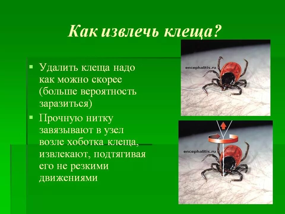 Удалить клеща в домашних условиях самостоятельно. Извлечь энцефалитного клеща. Ккаккк выдавитььь кклещща.