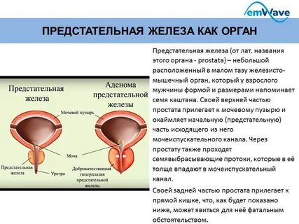 Влияние предстательной железы