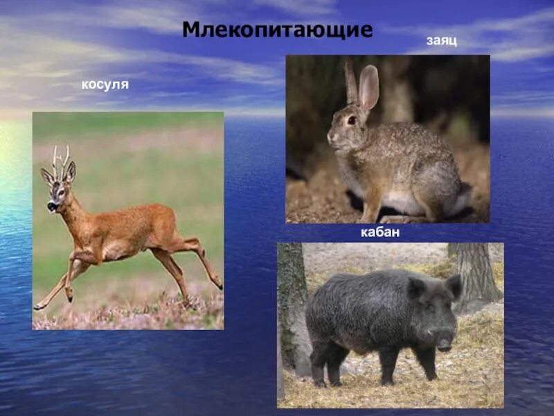 Кабан заяц. Кабан и заяц. заяц косуля. млекопитающие заяц. лоси волки лисы зайцы.