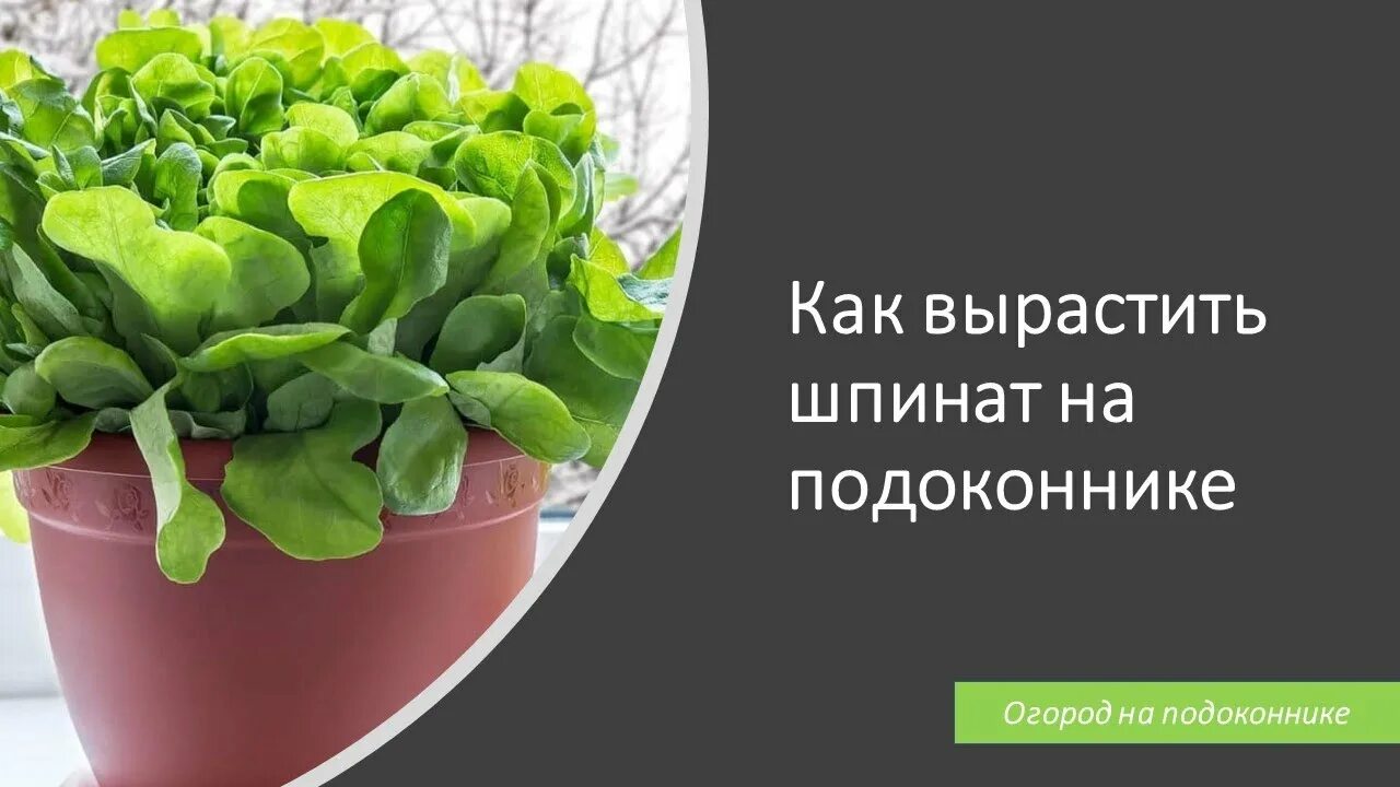 Вырастить шпинат на подоконнике зимой. Spinach smooth leaves микрозелень. шпинат в горшке. шпинат вырастить на подоконнике. шпинат в горшке на подоконнике.