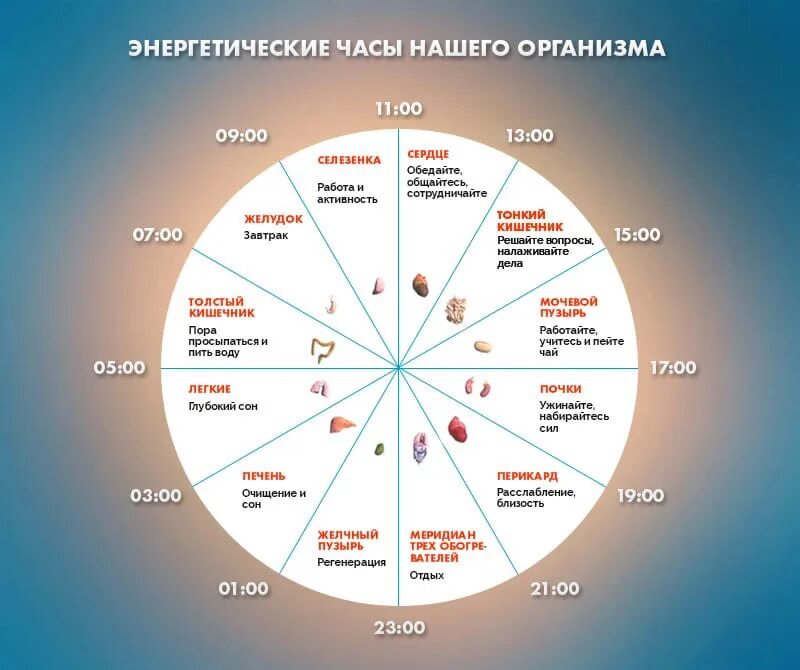 Активность органов по часам. Суточные периоды активности внутренних органов. Энергетические часы нашего организма. Биологические часы активности органов. Часы активности меридианов человека.