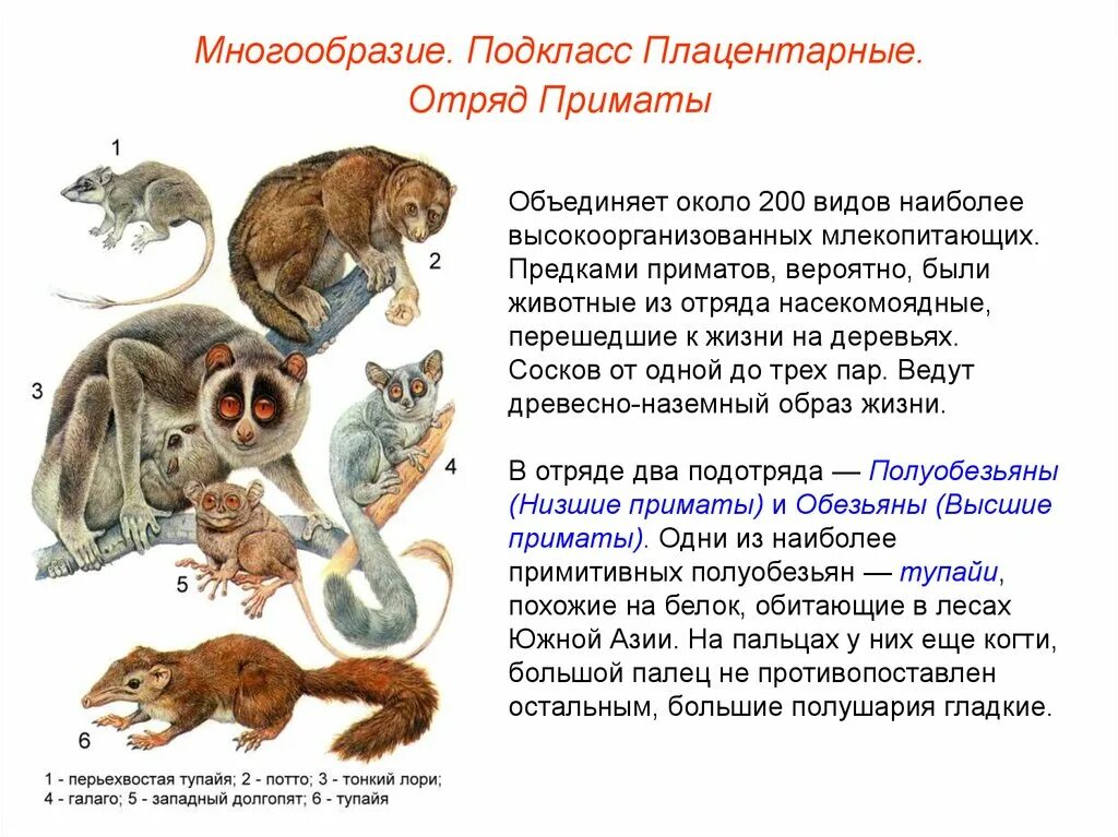 Представители класса звери. Представители высшие звери плацентарные отряды. Приматы отряды млекопитающих. Класс млекопитающие подкласс плацентарные. Таблица отряды млекопитающих 7 класс биология приматы.