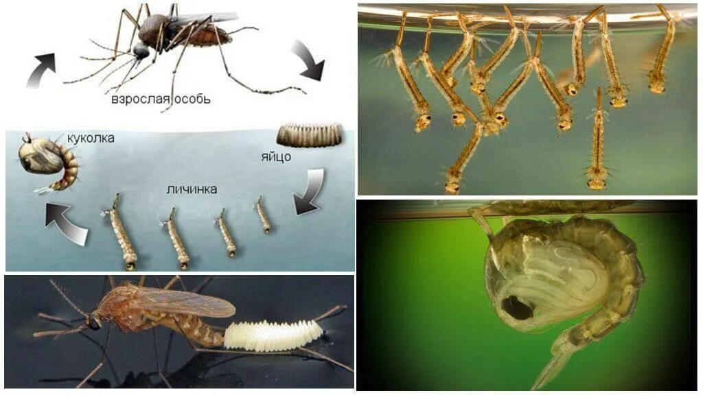Стадия жизни насекомого. Личинка комара Пискуна. Личинка комара анофелес. Личинки комара Пискуна обитают в. Личинка комара среда обитания.
