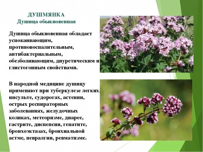 Трава душица применение дома в чай отчего. Душица обыкновенная лектрава. душица обыкновенная описание растения. душица обыкновенная пензенская область. душица обыкновенная лекарственные свойства.