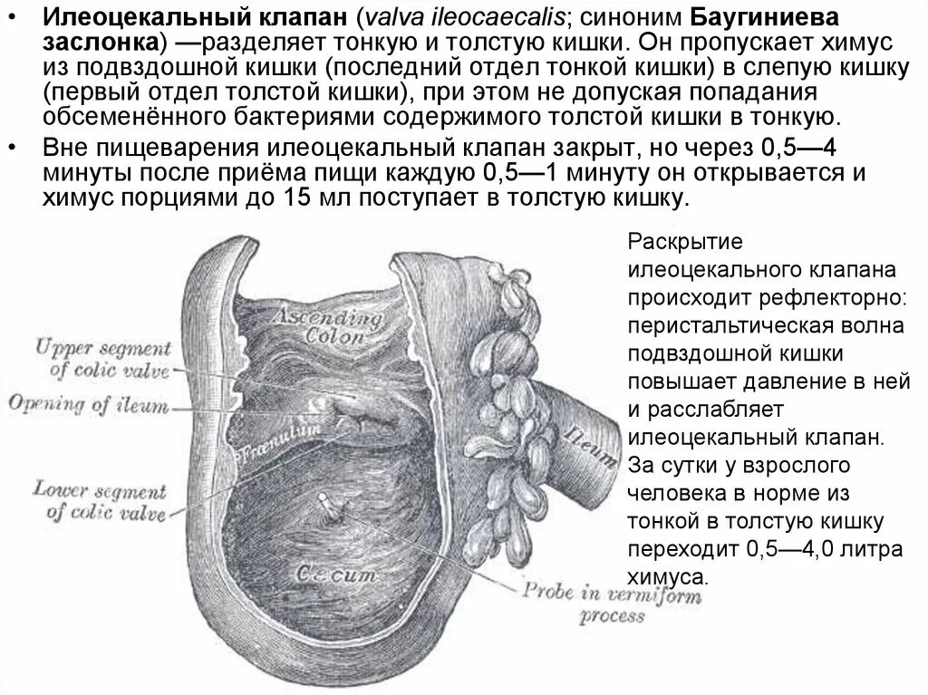 Слепая и подвздошная кишка. Илеоцекальный клапан баугиниева заслонка. Слепая кишка баугиниева заслонка. Слепая кишка илеоцекального клапана. Строение илеоцекального клапана анатомия.