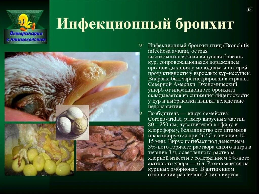Кокцидиоз у кур: причины, симптомы и лечение компания NITA-FARM
