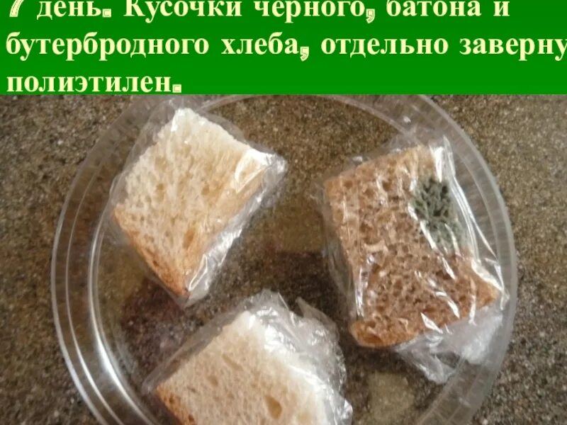 Как быстрее вырастить плесень на хлебе. Плесень на хлебе. эксперимент с хлебом и плесенью. опыт с хлебом и плесенью. белая плесень на хлебе.