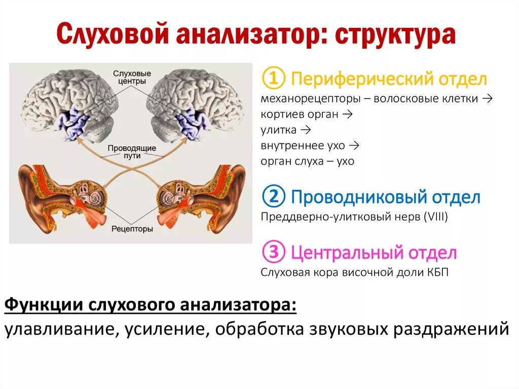 Отделы и структуры слухового анализатора. Перечислите основные звенья слухового анализатора.. Строение рецепторного отдела слухового анализатора. Корковый отдел слухового анализатора. Какое значение для человека имеет слуховой анализатор