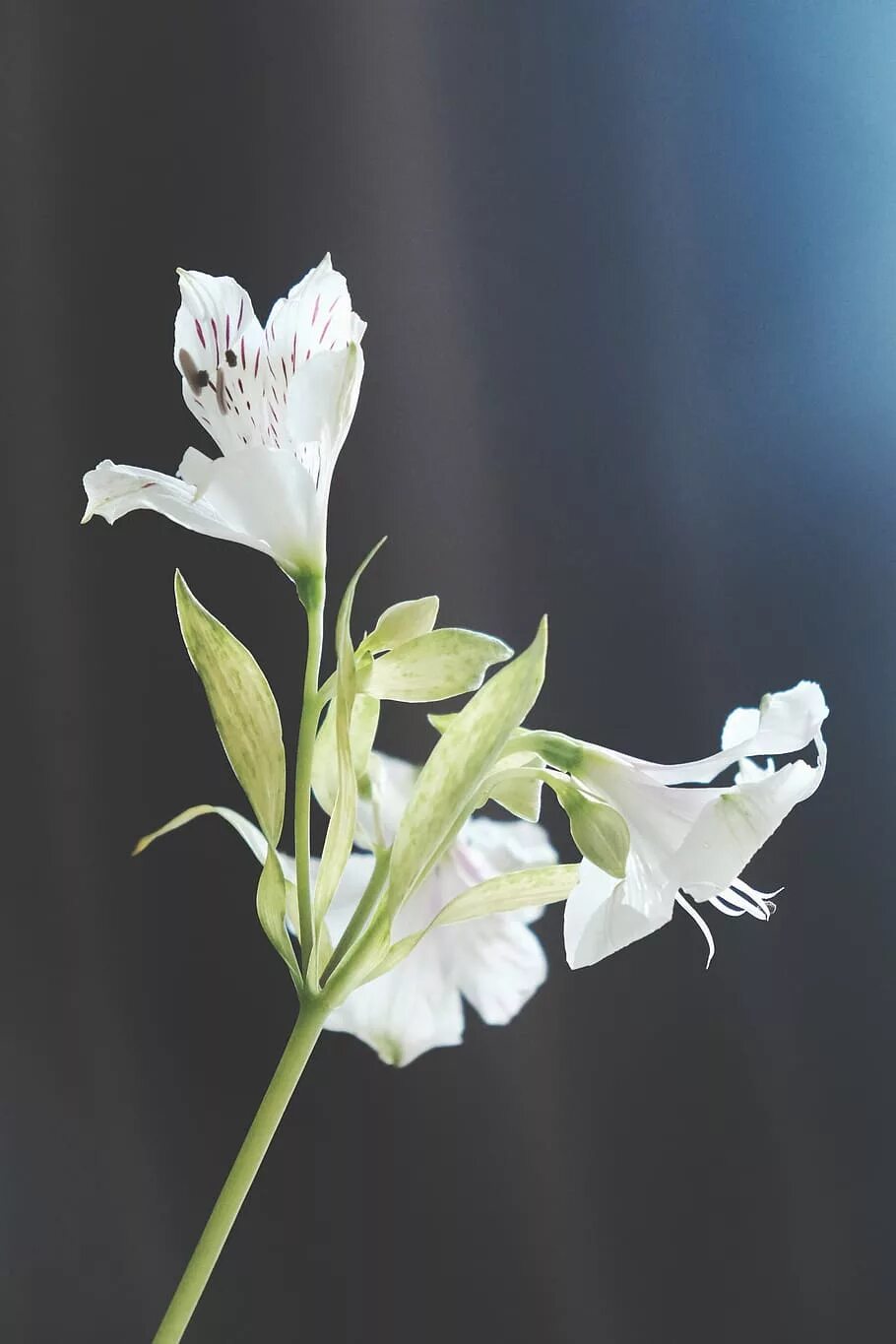 Ноги белый цветок. Альстрёмерия бледная. Альстрёмерия клумбовые растения. Белые цветы. Белые цветы на длинном стебле.