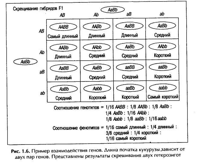 AABB AABB скрещивание. AABB X AABB скрещивание. Скрещивание генов. Скрещивание AABB AABB схема.