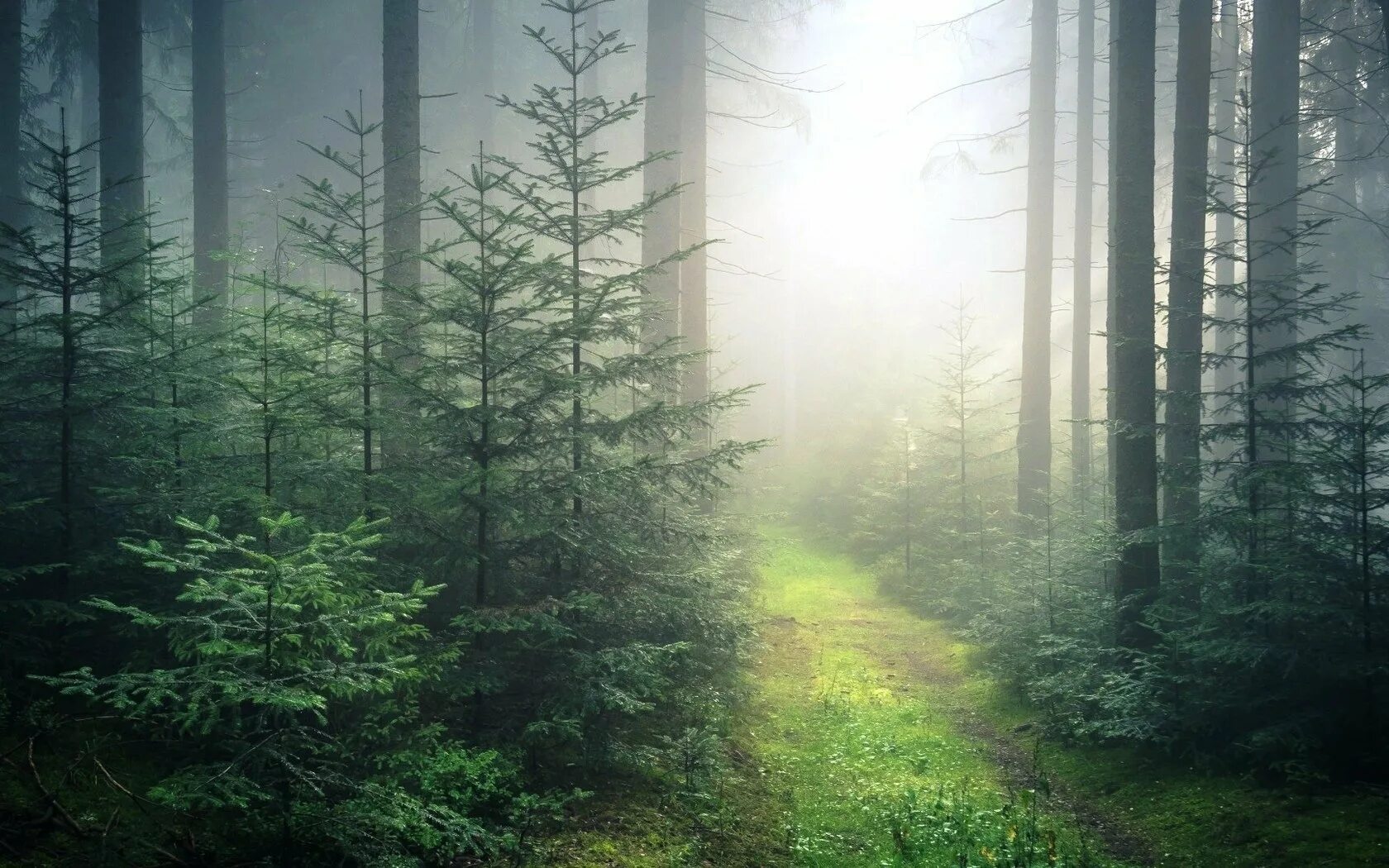 Hdri туманный лес. Над примолкшим лесом. Красивые леса. Лес после дождя. Природа шварцвальд.