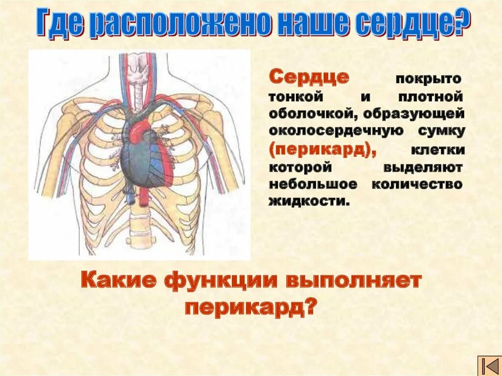 Дом где находится сердце. Где сердце у человека. Где расположено сердце.