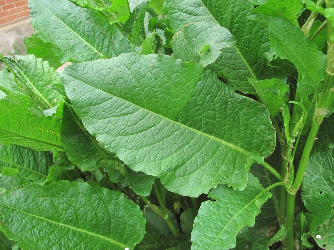 Щавель арбуз. Rumex obtusifolius. Rumex obtusifolius щавель туполистный. Щавель туполистный (Rumex obtusifolius l.). Щавель обыкновенный.