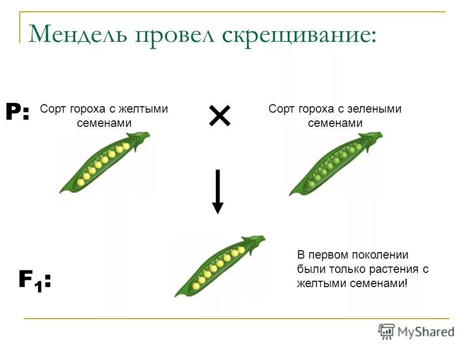 Скрещивание гороха Мендель. Опыт Менделя с горохом. Эксперимент Менделя с горохом. Первый закон Менделя опыт с горохом.