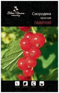 Смородина памятная