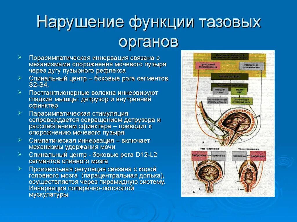 Синдром нарушения тазовых функций неврология. Неврогенные нарушения функций тазовых органов. Иннервация мочевого пузыря неврология. Типы нарушения функции тазовых органов. Рефлекторный мочевой