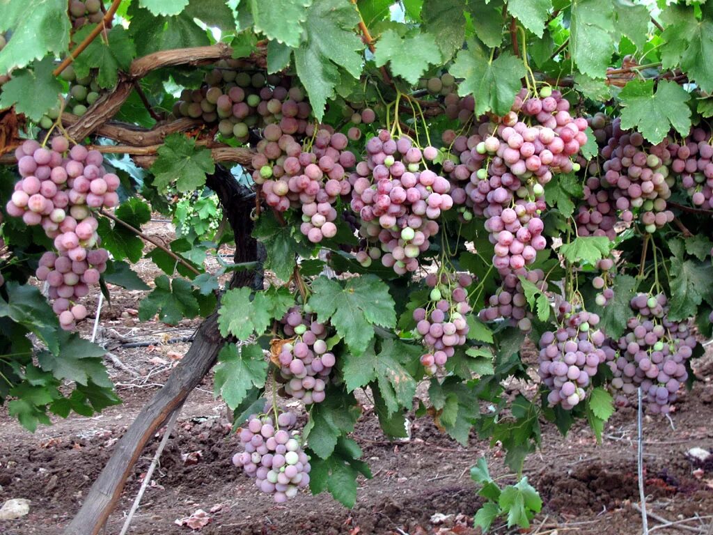 Как посадить виноград в домашних условиях. Домашний виноград. Виноград в теплице. Виноград в домашних условиях.