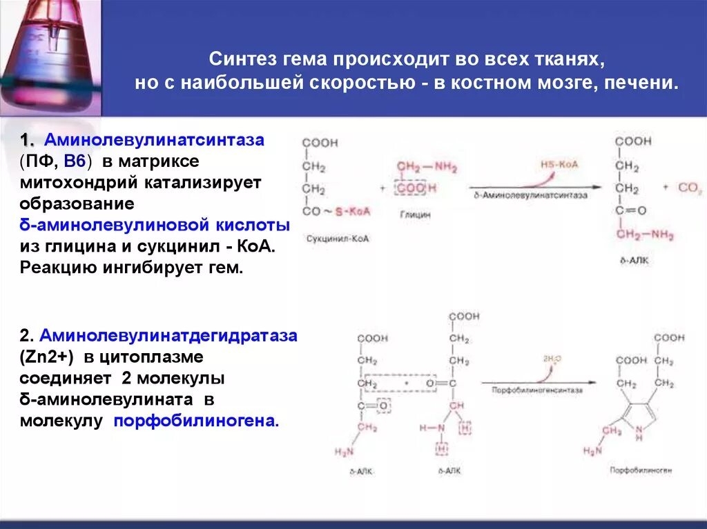 Для чего нужен синтез. Синтез гема биохимия схема. Синтез 6 аминолевулиновой кислоты. Регуляция аминолевулинатсинтазы. Синтез гемовой структуры.