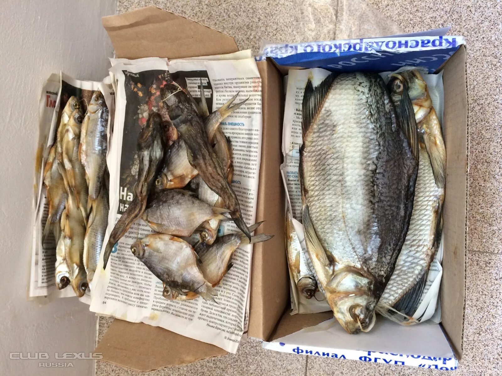 Можно ли заморозить леща